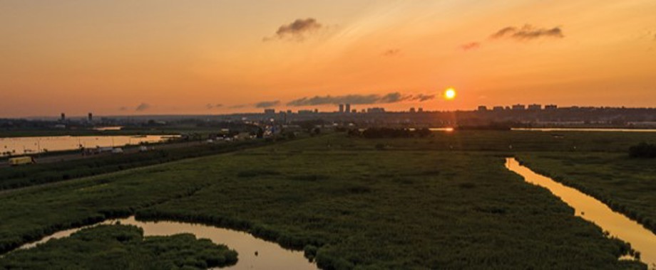 nemec_williams_nj-wetlands newsletter.jpg