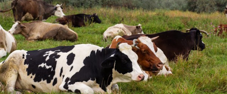 cow stock resize.jpg